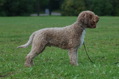 DSC_1226.JPG