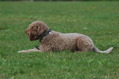 DSC_1319.JPG