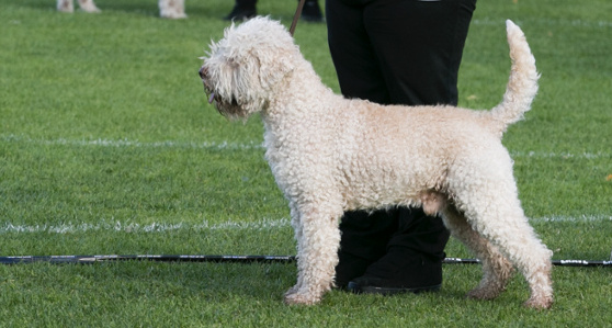 lagotto romagnolo, dog show