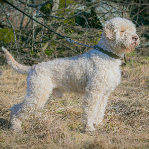 lagotto romagnolo, pedro, charlie