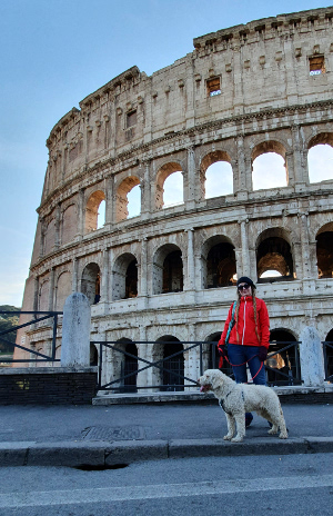 lagotto romagnolo, pedro, charlie, colosseum