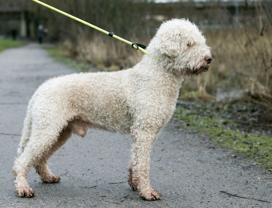 lagotto romagnolo, pedro, charlie